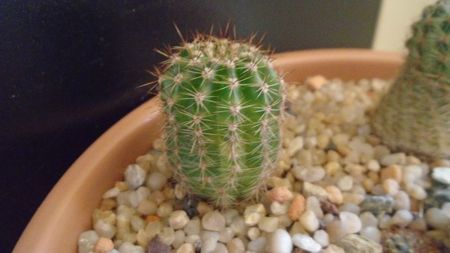 Echinopsis hb. f. variegata