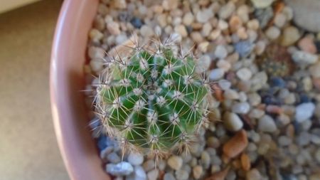 Echinopsis hb. f. variegata