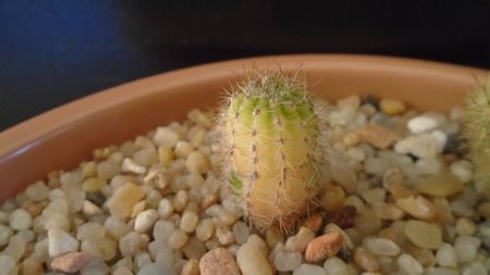 Echinopsis hb. f. variegata