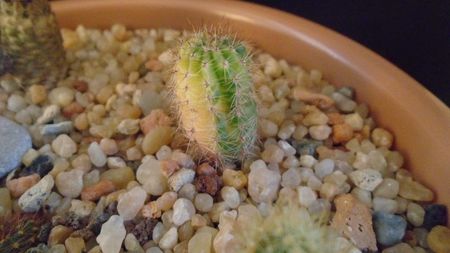 Echinopsis hb. f. variegata