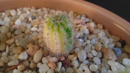 Echinopsis hb. f. variegata