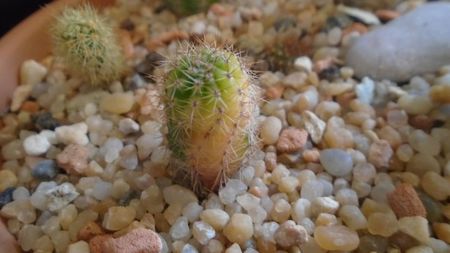 Echinopsis hb. f. variegata