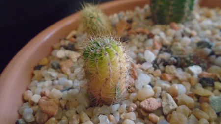 Echinopsis hb. f. variegata