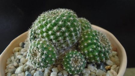 Rebutia krainziana = Rebutia marsoneri