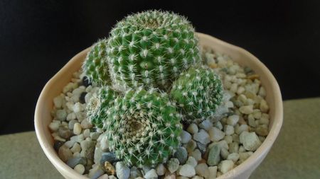 Rebutia krainziana = Rebutia marsoneri