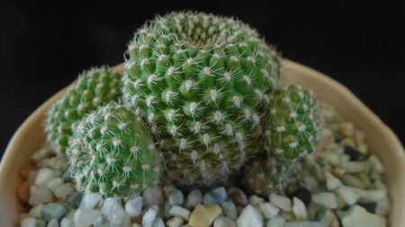 Rebutia krainziana = Rebutia marsoneri