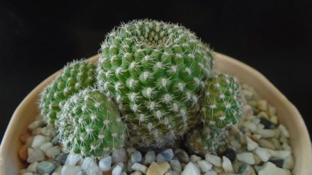 Rebutia krainziana = Rebutia marsoneri