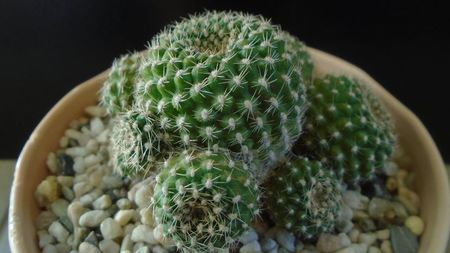 Rebutia krainziana = Rebutia marsoneri