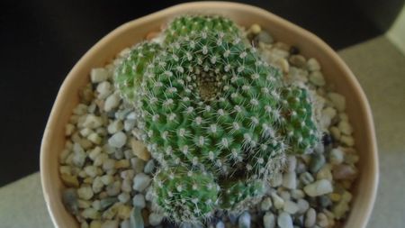 Rebutia krainziana = Rebutia marsoneri