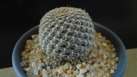 Rebutia arenacea