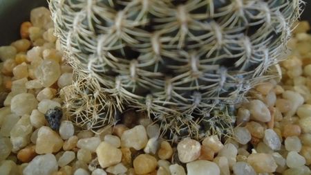 Rebutia arenacea