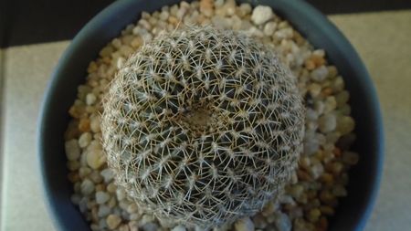 Rebutia arenacea