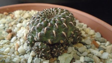 Rebutia steinbachii = Sulcorebutia heinzii