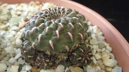 Rebutia steinbachii = Sulcorebutia heinzii