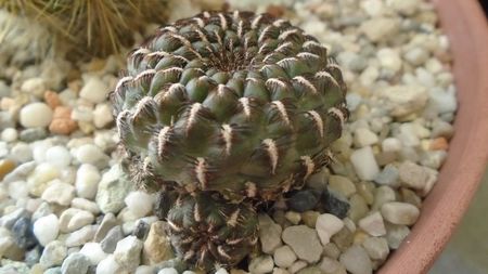 Rebutia steinbachii = Sulcorebutia heinzii