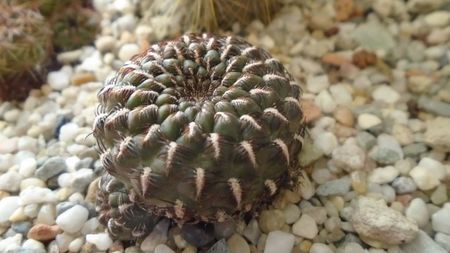 Rebutia steinbachii = Sulcorebutia heinzii