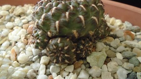 Rebutia steinbachii = Sulcorebutia heinzii