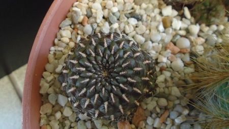 Rebutia steinbachii = Sulcorebutia heinzii