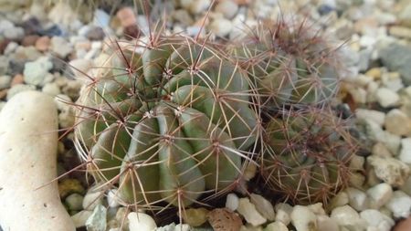 Lobivia cinnabarina = Echinopsis cinnabarina