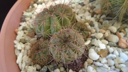 Lobivia cinnabarina = Echinopsis cinnabarina