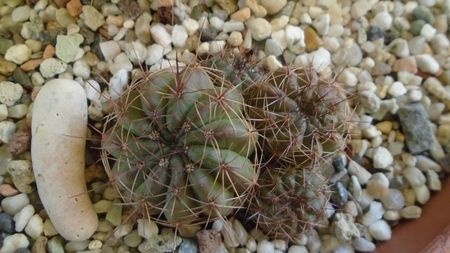 Lobivia cinnabarina = Echinopsis cinnabarina