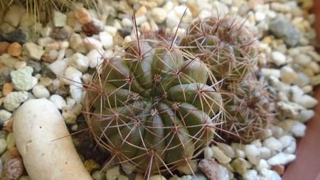 Lobivia cinnabarina = Echinopsis cinnabarina