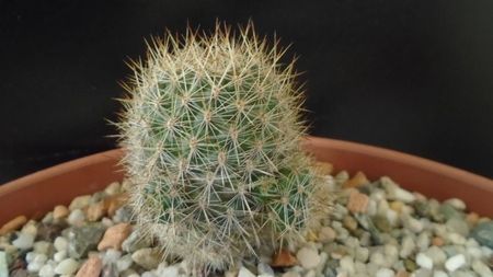 Aylostera (Rebutia) fiebrigii