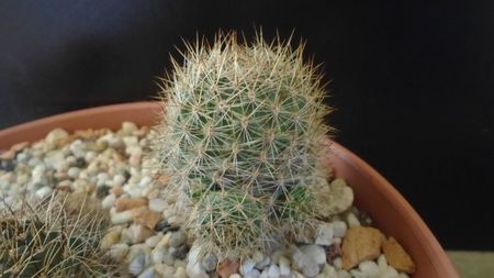 Aylostera (Rebutia) fiebrigii