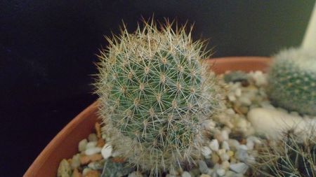 Aylostera (Rebutia) fiebrigii