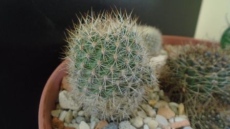 Aylostera (Rebutia) fiebrigii