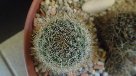 Aylostera (Rebutia) fiebrigii