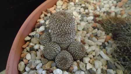 Aylostera (Rebutia) heliosa