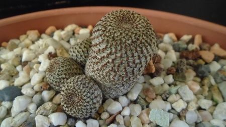 Aylostera (Rebutia) heliosa