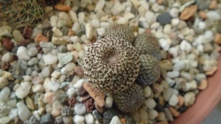 Aylostera (Rebutia) heliosa