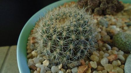 Rebutia steinmannii v. christinae