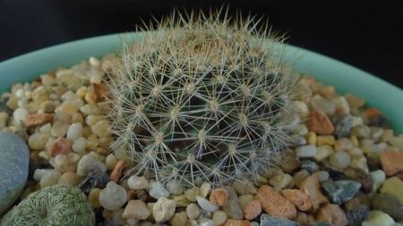 Rebutia steinmannii v. christinae