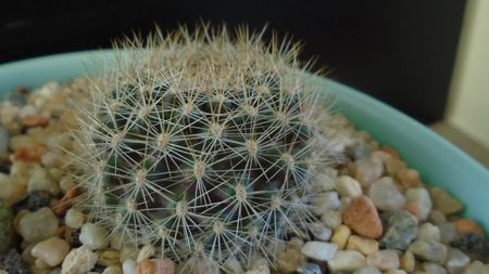 Rebutia steinmannii v. christinae