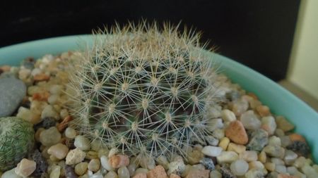 Rebutia steinmannii v. christinae