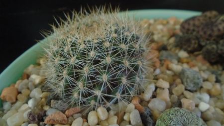 Rebutia steinmannii v. christinae