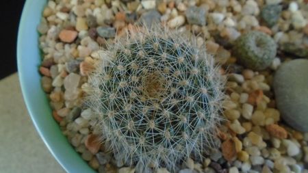 Rebutia steinmannii v. christinae