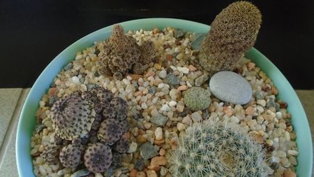 Grup de 4 Sulcorebutia; S. (Rebutia) mojocoyensis
S. taratensis = Rebutia steinbachii
S. (Rebutia) heliosoides
S. rauschii f. violacidermis = Rebutia canigueralii
