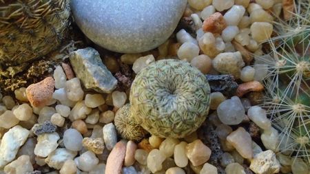 Sulcorebutia (Rebutia) heliosoides, MS 511