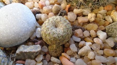 Sulcorebutia (Rebutia) heliosoides, MS 511