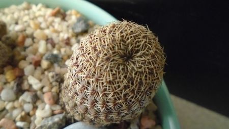 Sulcorebutia (Rebutia) mojocoyensis