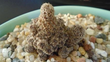 Sulcorebutia taratensis = Rebutia steinbachii