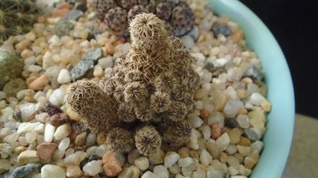 Sulcorebutia taratensis = Rebutia steinbachii