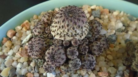 Sulcorebutia rauschii f. violacidermis = Rebutia canigueralii