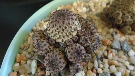 Sulcorebutia rauschii f. violacidermis = Rebutia canigueralii