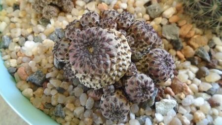 Sulcorebutia rauschii f. violacidermis = Rebutia canigueralii