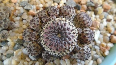 Sulcorebutia rauschii f. violacidermis = Rebutia canigueralii